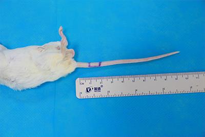 A Super-Microsurgery Training Model: The Mouse Caudal Artery Anastomosis Model